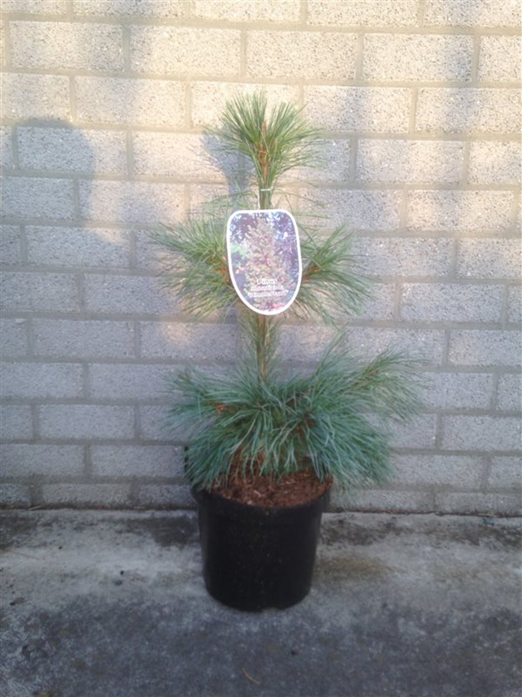 Pinus monticola 'Ammerland' - C7.5 50-60 CM